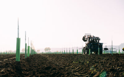 El manejo del suelo en pistacho