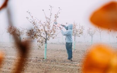 Errores de poda que te pueden costar años y producción en pistacho